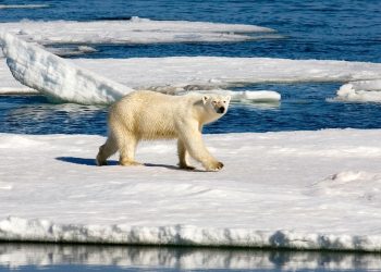 Could You Fall in Love with the Arctic Circle’s Remote Beauty?