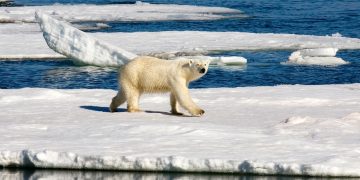 Could You Fall in Love with the Arctic Circle’s Remote Beauty?