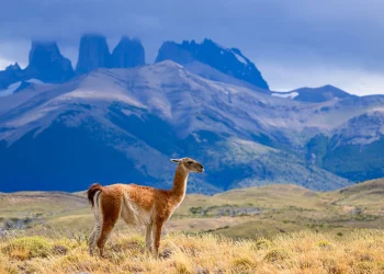 Could Patagonia Be the World’s Most Untouched Wilderness?