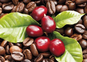 Is Your Coffee Really Organic?