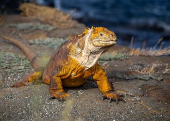What Does the Future Hold for the Galápagos Islands?