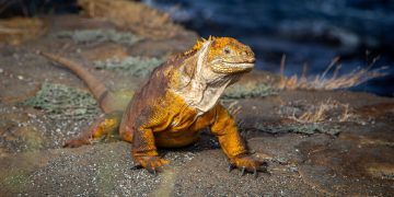 What Does the Future Hold for the Galápagos Islands?