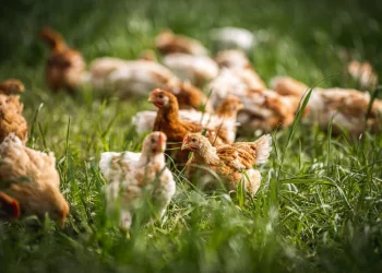 Can You Really Taste the Difference Between Free-Range and Factory Eggs?