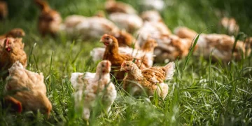 Can You Really Taste the Difference Between Free-Range and Factory Eggs?