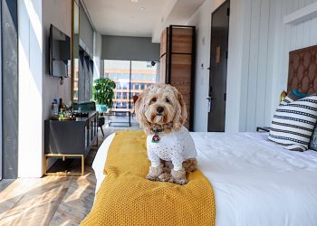 What Does a ‘Pet-Friendly’ Hotel Really Mean?