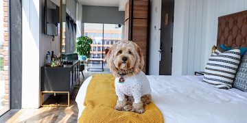 What Does a ‘Pet-Friendly’ Hotel Really Mean?