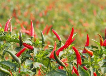 Can Spicy Food Really Boost Your Metabolism?