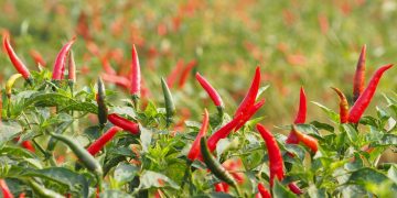 Can Spicy Food Really Boost Your Metabolism?