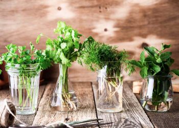 What’s the Best Way to Store Fresh Herbs for Longevity?