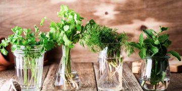 What’s the Best Way to Store Fresh Herbs for Longevity?
